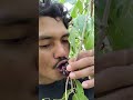 Super Fresh Eating Ripe Berries #rurallife #survival #shorts