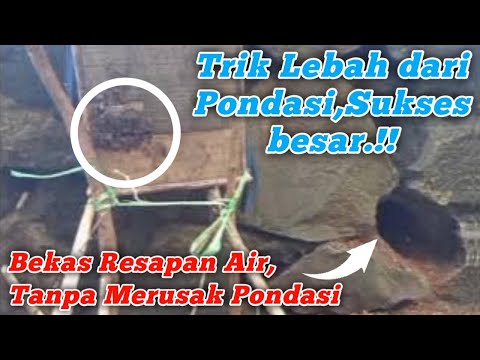 cara mengambil Lebah di Pondasi Berhasil