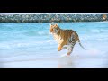 Animalia - The Tigers have fun in the sun