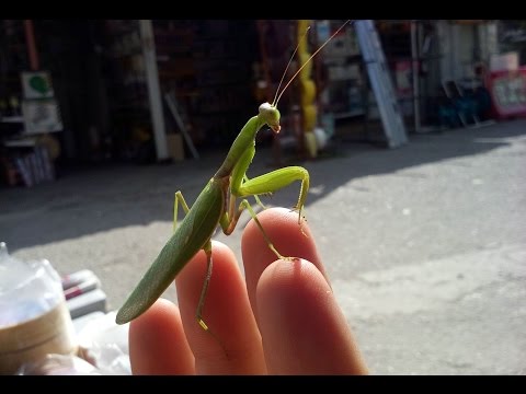 Vídeo: Mantis religiosa comuna: hàbitat, color, foto