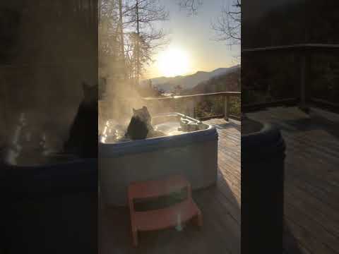 Big Black Bear Relaxes in Hot Tub in Great Smoky Mountains, Tennessee