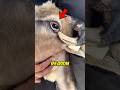 This Goat Procedure Looks Painful… But It’s Necessary 🐐 #animalfacts #farming #shorts