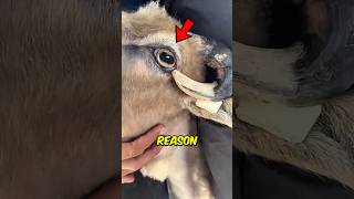 This Goat Procedure Looks Painful… But It’s Necessary 🐐 #animalfacts #farming #shorts