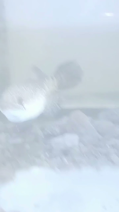 # Gilang Fish .Jedag Jedug Full Chana