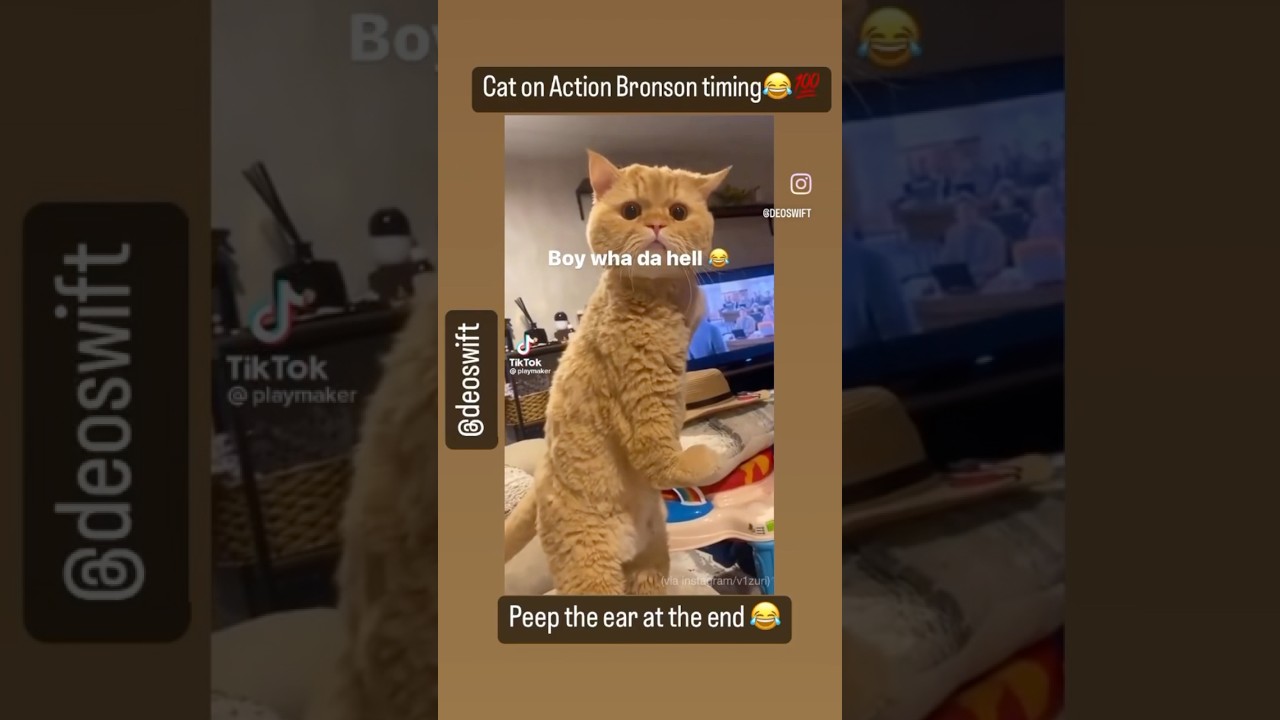 This cat definitely from New York 💀