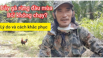 Bẫy gà rừng đầu mùa bổi không chạy ? Lý do và cách khắc phục