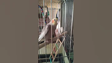 عشق منه این عروس هلندی Cockatiel Lovebirds Parrot زیبا عروس پرنده عشق جوجه 