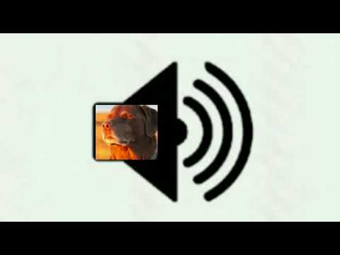cooked sound meme dog