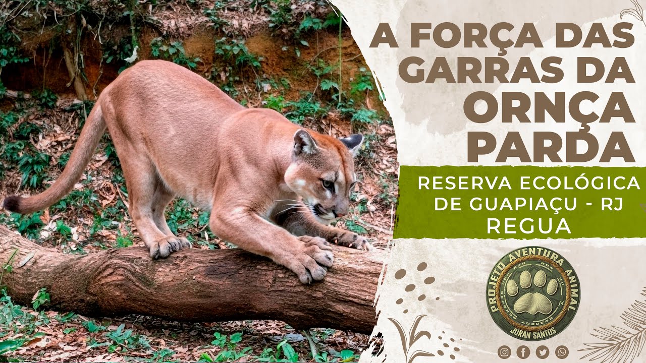 A #FORÇA DAS #GARRAS DA #ONÇA_PARDA, CONFERÊNCIA COM DIVERSAS ONÇAS MARCANDO #TERRITÓRIO