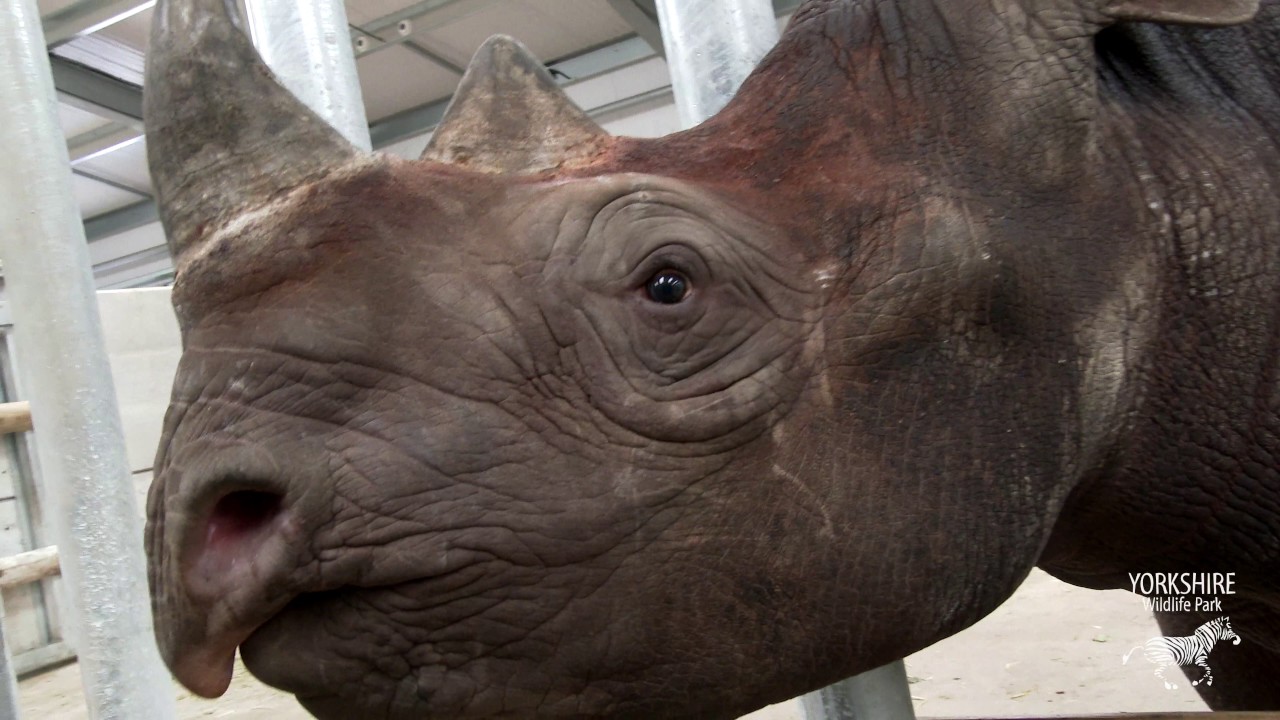 polar bears wikipedia Black Rhino's Hodari & Dayo at YWP - UPDATE