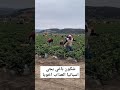 شوفو صحبات الفراولة في اسبانيا