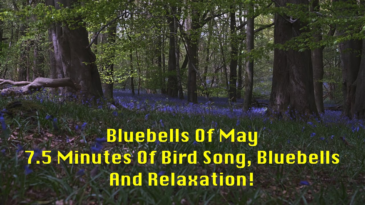The Bluebells Of May