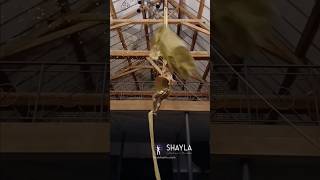 Aerial silks  Show Circus  Spectacle tissu aerien   Isabella Delle Castelle Shayla  Belgique