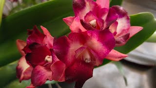 Plant koleksi premium murahh 0878-7501-3075