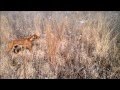 Vizsla (hunting dog) pointing rooster pheasant - 12 months old Vizsla (hunting dog) pointing rooster pheasant - 12 months old