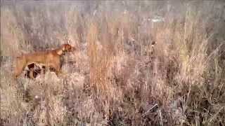 Vizsla (hunting dog) pointing rooster pheasant - 12 months old