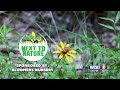 Next to Nature (Carolina Horse Nettle) - 06/17/26