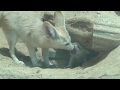 フェネック親子　アクアマリンふくしまfennec の動画、YouTube動画。