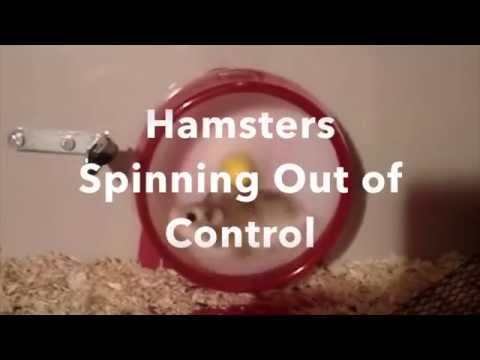 hamsters-spinning-out-of-control