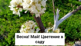 Весна! Май! Цветение в саду