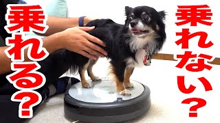 【検証】チクワはルンバに乗ることはできるのか!?【ルンバ猫?】