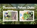 Menanam Pohon Duku di Samping Rumah