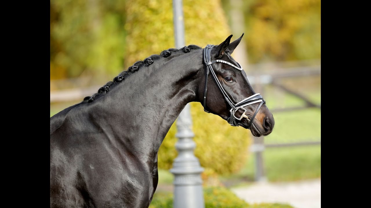 DIE SCHÖNSTE - 4yo mare by Despacito x Fürstenball