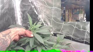BigTyme Budget Basement Grow Ep. 2