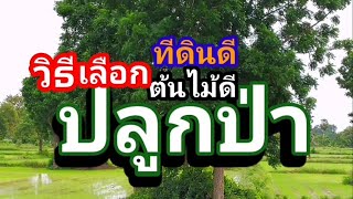 เลือกที่ดินเลือกต้นไม้ทีให้ดีทีสุด ep136