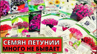 ПЕТУНИИ профессиональные семена. Мой выбор на следующий год. Где купила и почему?