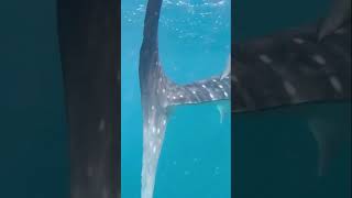 Guess which random country has WHALE SHARKS?! 🦈