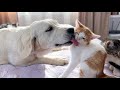Golden Retriever Loves Kittens