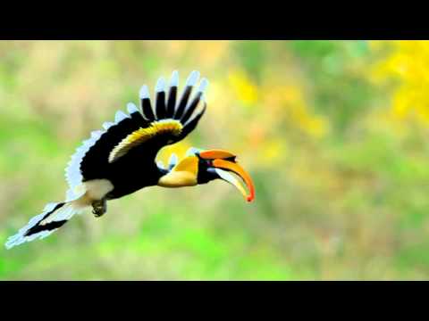 سورة التحريم بصوت الشيخ محمد جبريل 