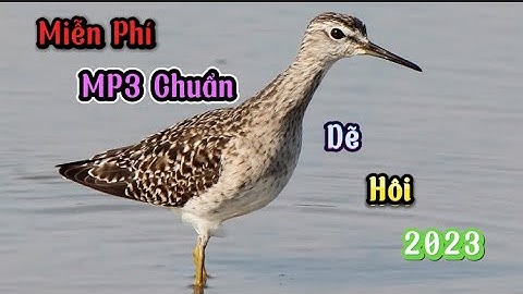 Tiếng Chim Rẽ Hôi, Choắt Biển, Ngực Trắng 2023 (Miễn Phí) Dành Cho Tất Cả AE Đánh Chim Đêm Hiệu Quả