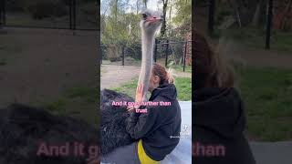 Romance With An Ostrich Tiktok Moments