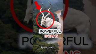5 ZWIERZAT z NAJTWARDZIEJSMI ROGAM‼️😱🌍#top3 #facts #zwierząt #shorts