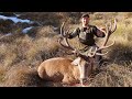 Massive Red Stag | 300DS | Public Land