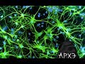 Алексей Паевский: "Не только нейроны: клетки нервной системы"