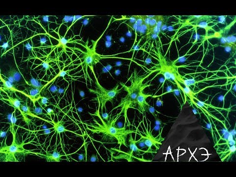 Алексей Паевский: "Не только нейроны: клетки нервной системы"