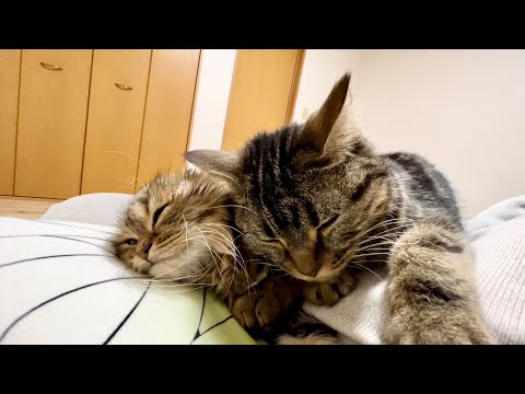 先住猫と子猫と添い寝したらお互い幸せすぎてこうなりましたw