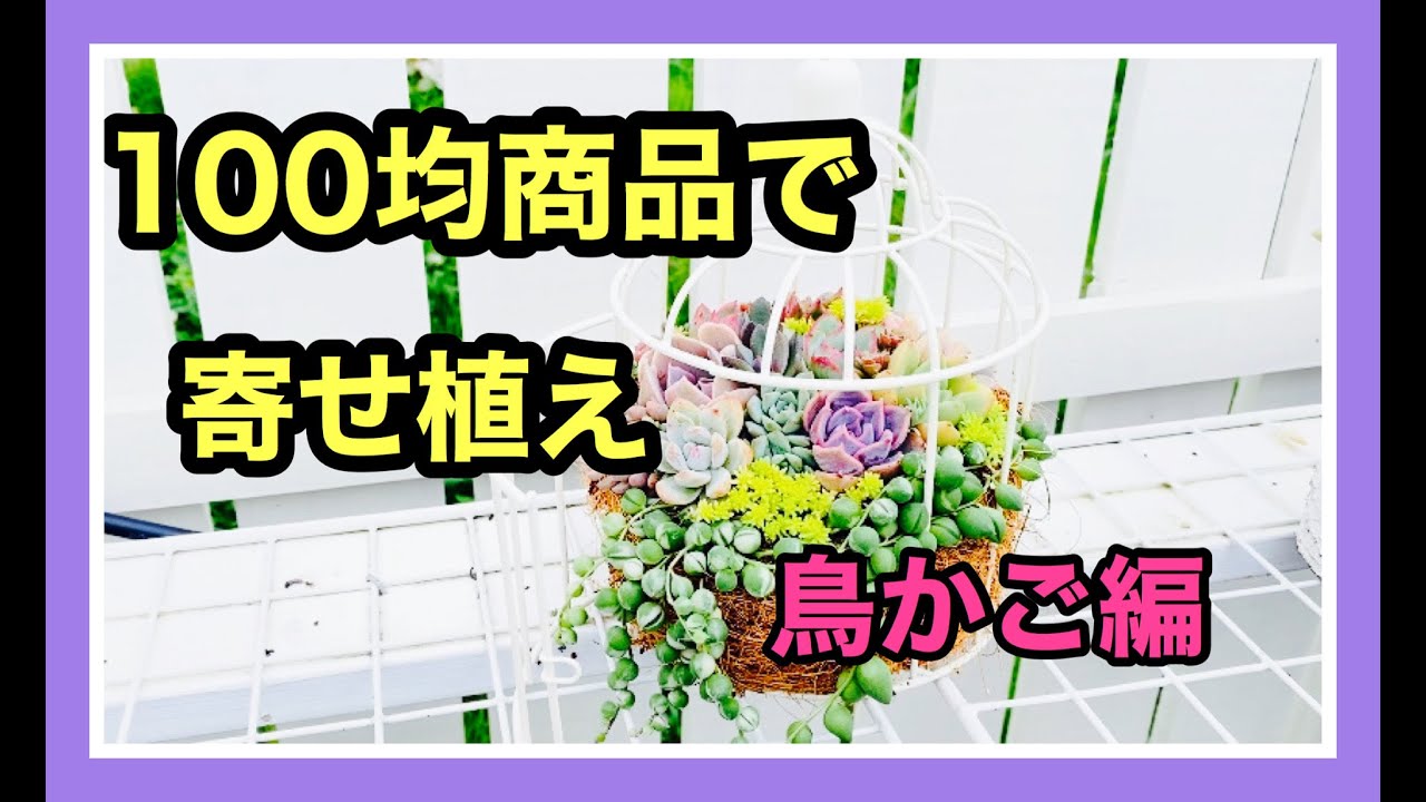 多肉寄せ植え 100均鳥かごで寄せ植え作りました かごに寄せ植えする方法 Youtube