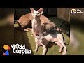 Hairless Cats Team Up To Annoy Their Favorite Dog | The Dodo Odd Couples