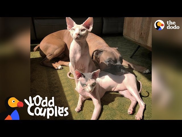 Hairless Cats Team Up To Annoy Their Favorite Dog | The Dodo Odd Couples