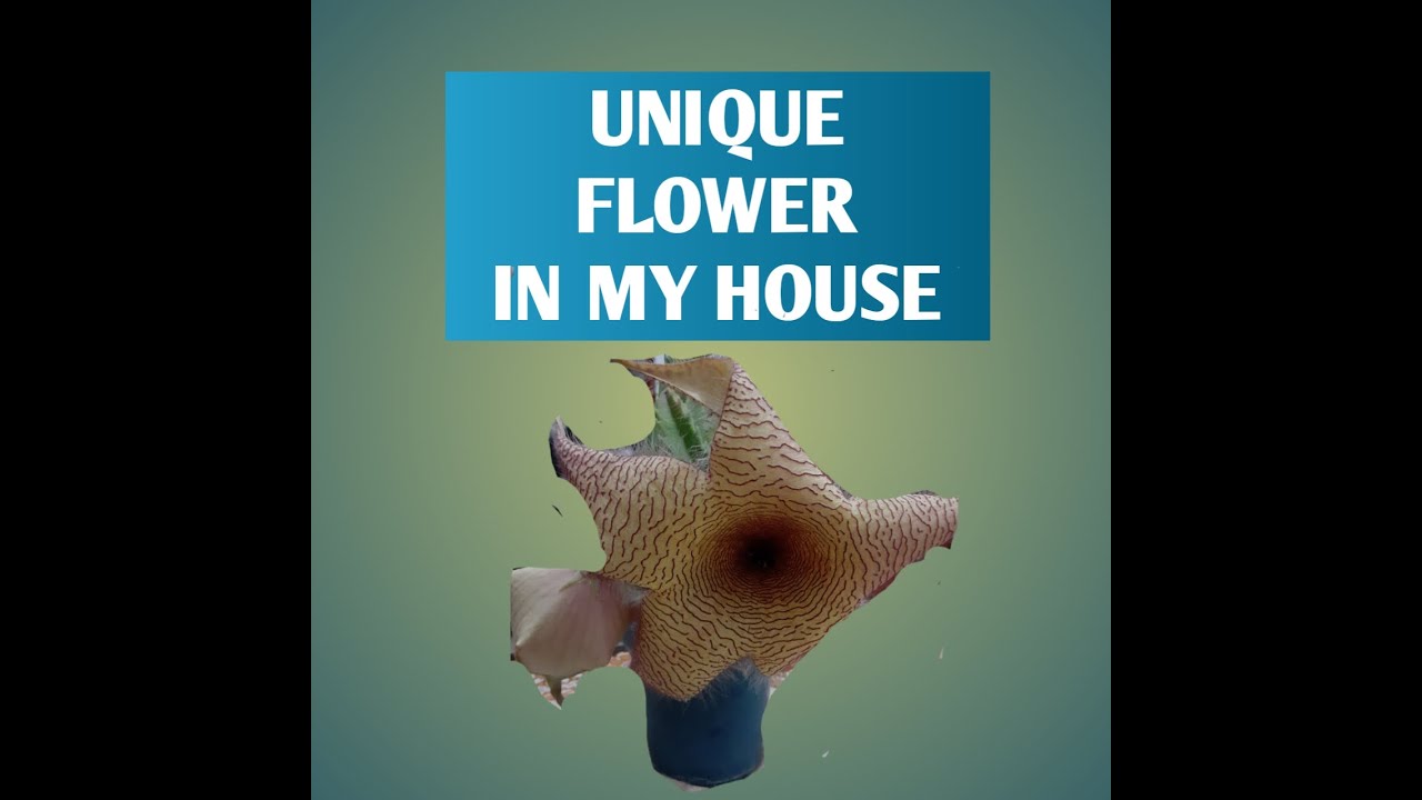 UNIQUE FLOWER IN MY HOUSE 