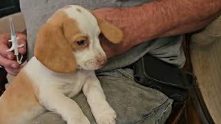 Wow! Green eyes!  Lemon/white male Beagle puppy