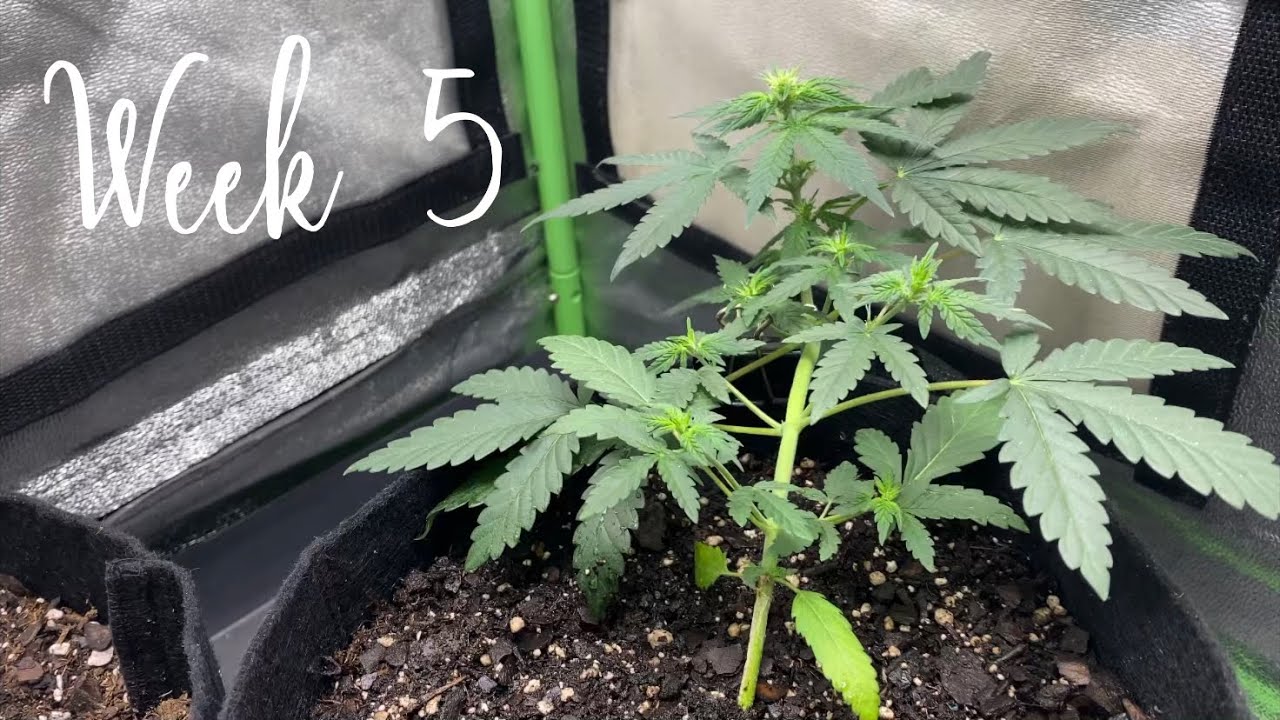 Growing autoflowering cannabis with Grow Dots! Week 5 YouTube