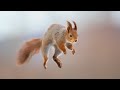 How I Photograph Jumping Red Squirrels