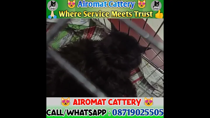 Video 1564181: himalayan cats facts, himalayan kitten, blue point himalayan, cute kitten, cattery