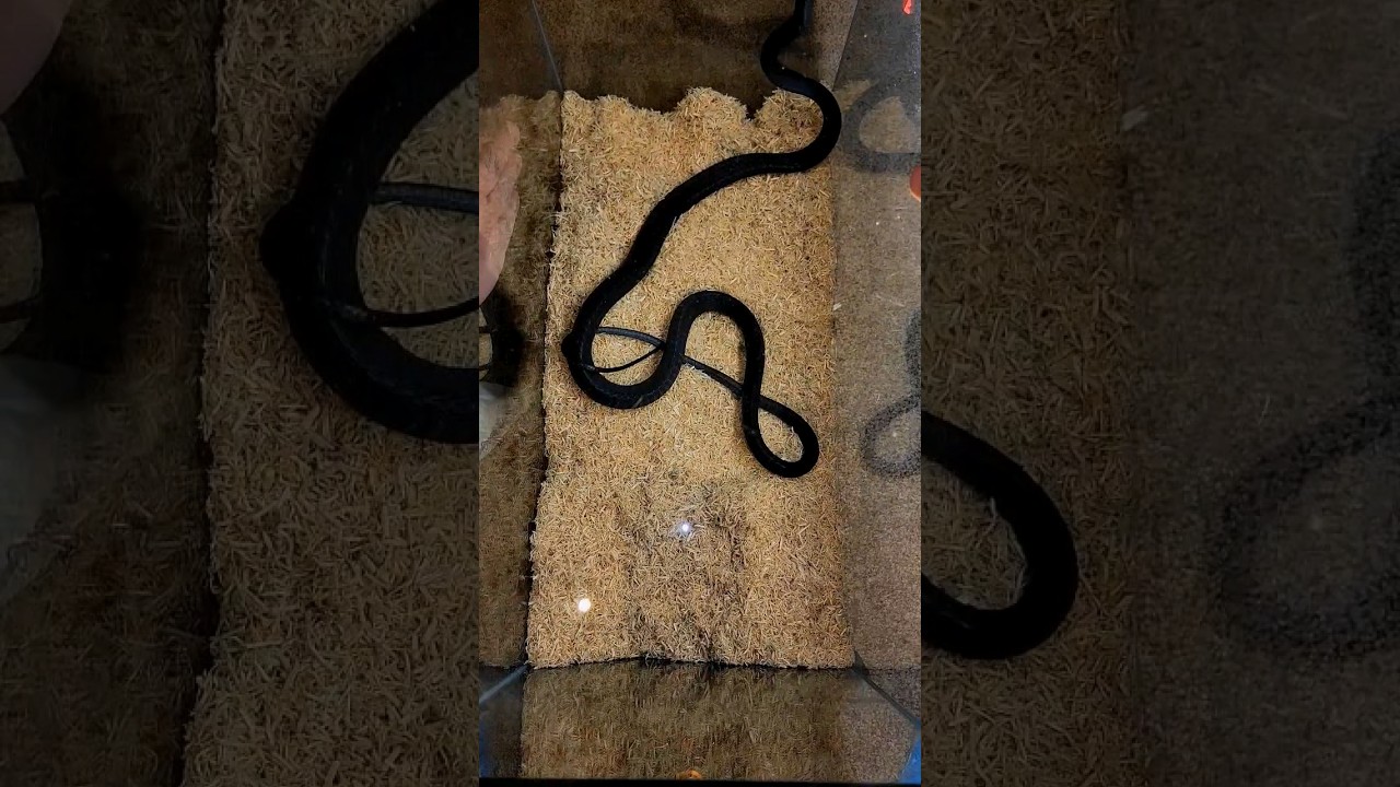 РАСПАКОВКА САМОЙ ЯДОВИТОЙ ЗМЕИ ИЗ АФРИКИ