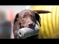 How to Teach Labrador Retriever Puppies to Fetch!